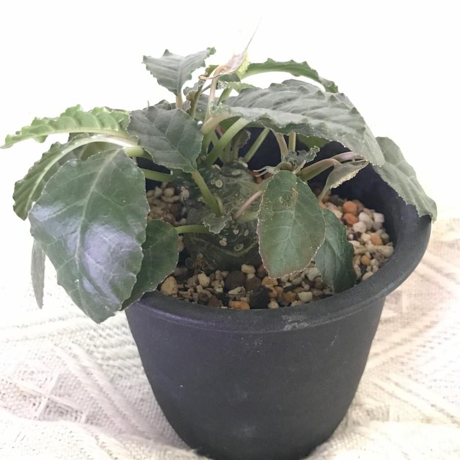 塊根植物 ドルステニア フォエチダ 種子 Dorstenia foetida : LabiCats