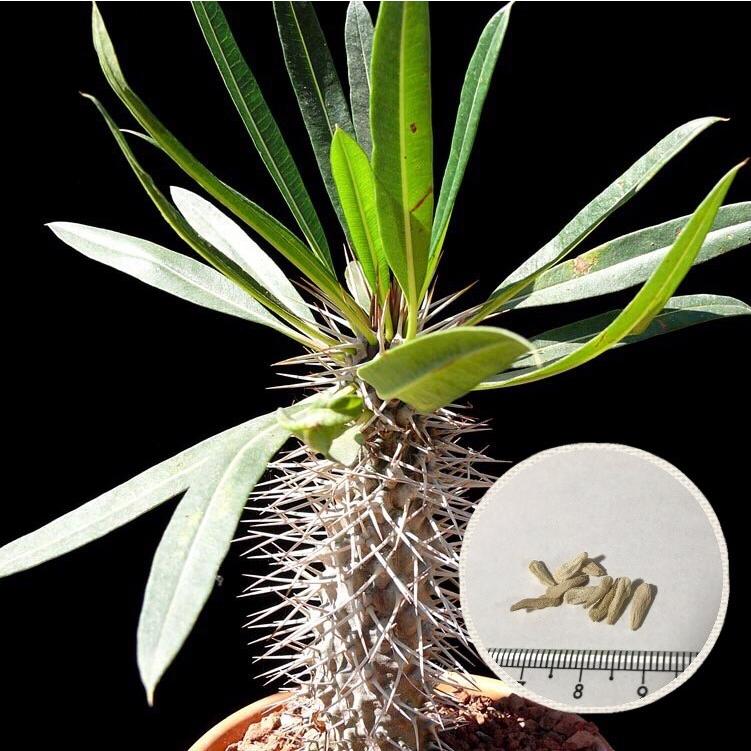 塊根植物 パキポディウム ゲアイー 阿亜相界 種子 Pachypodium Geayi 5粒 種子のまき方の説明書付き Geayi Labi Cats 通販 Yahoo ショッピング