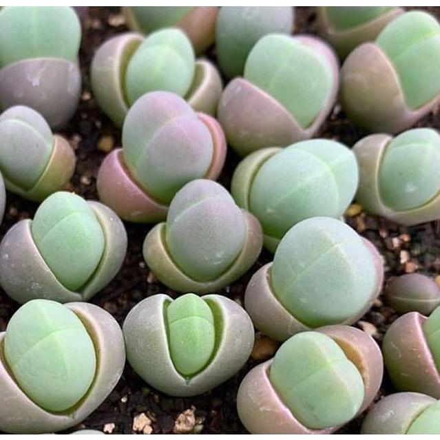 多肉植物 メセン 銀光玉 種子10粒 GIBBAEUM heathii : LabiCats - 通販