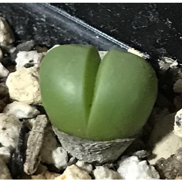 多肉植物 メセン 銀光玉 種子10粒 GIBBAEUM heathii : LabiCats - 通販