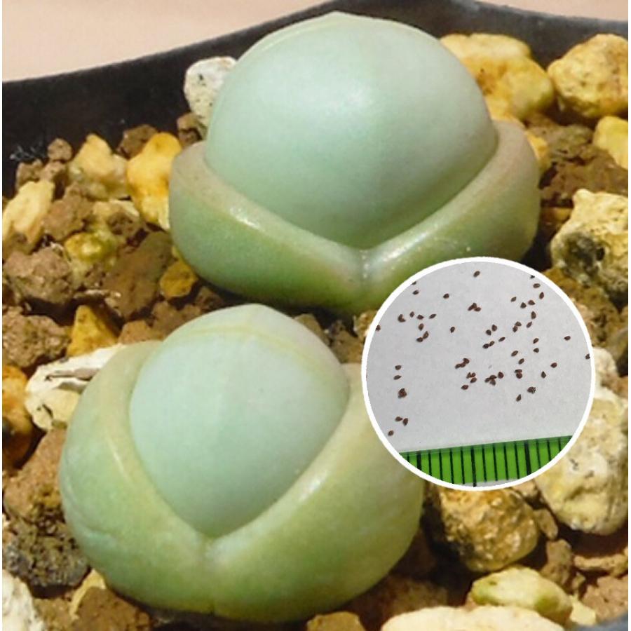 でーさんさま専用　メセン種子 でーさんさま専用 メセン種子 Amazon.co.jp: 多肉植物 メセン