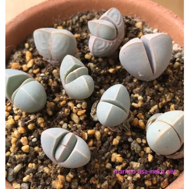 多肉植物 ラピダリア 魔玉 種10粒 Lapidaria margaretae メセン