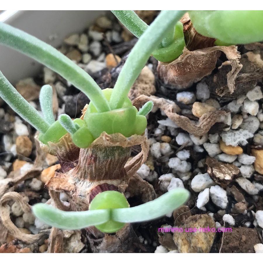 多肉植物 うさぎの耳栽培セット 種30粒付き モニラリア 必要なものが