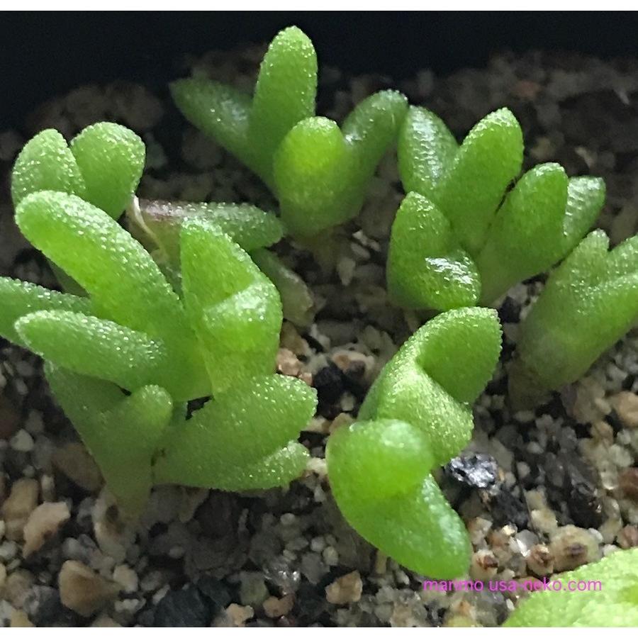 多肉植物 うさぎの耳栽培セット 種30粒付き モニラリア 必要なものが