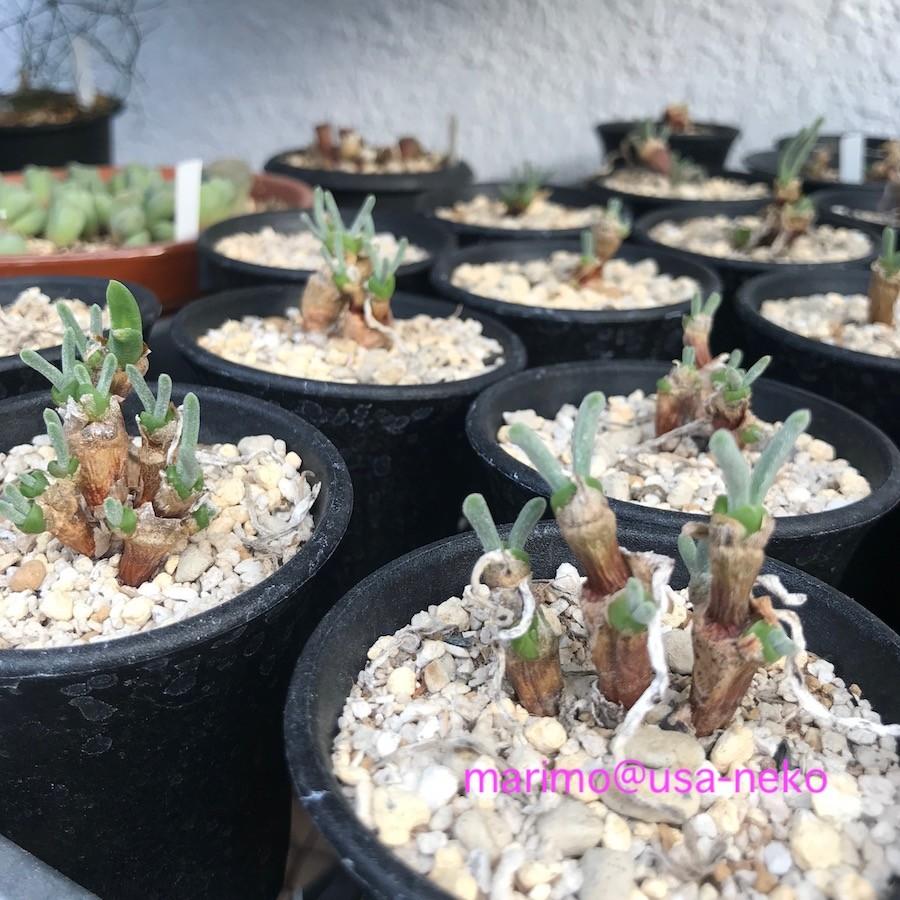 多肉植物 モニラリア 実生苗 2年もの : LabiCats - 通販 - Yahoo