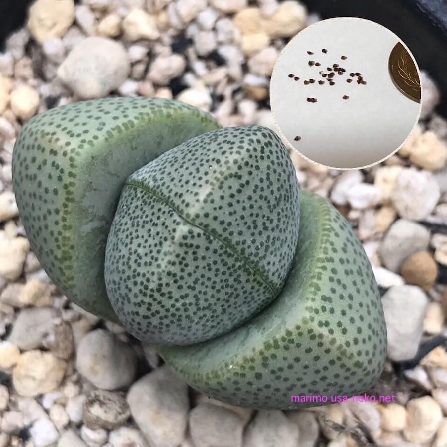 多肉植物　プレイオスピロス　帝玉　種10粒　Pleiospilos nelii　メセン｜labicats