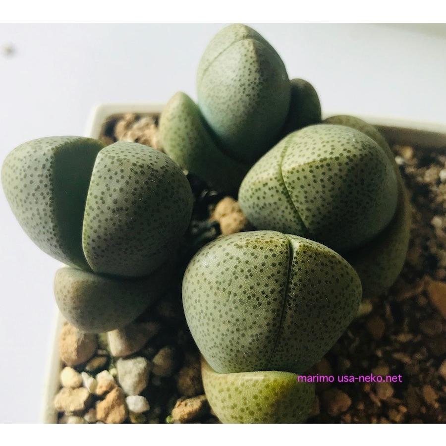 多肉植物　プレイオスピロス　帝玉　種10粒　Pleiospilos nelii　メセン｜labicats｜02