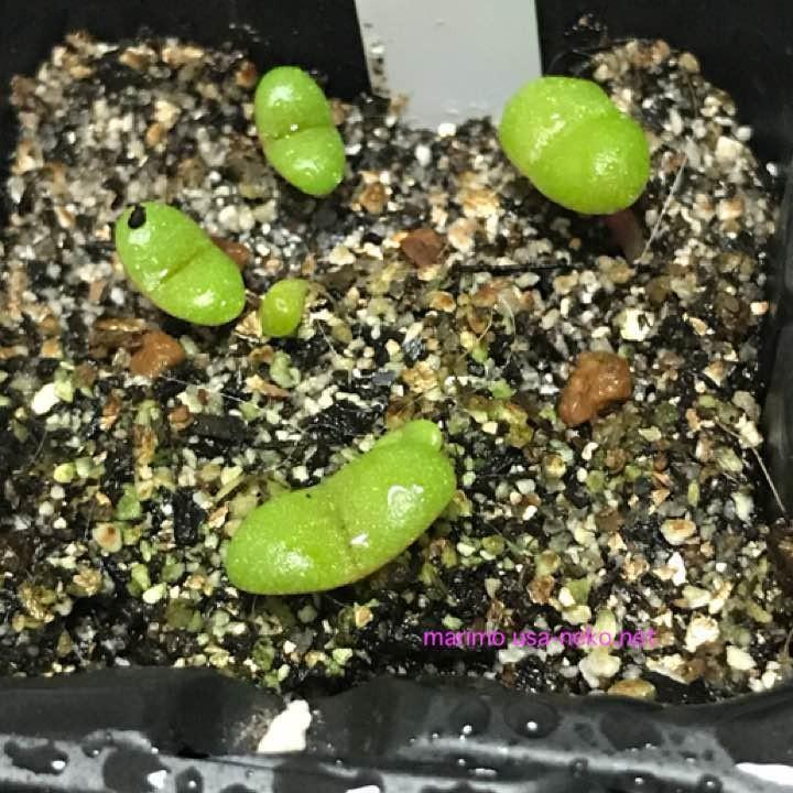 多肉植物 プレイオスピロス 帝玉 種10粒 Pleiospilos nelii