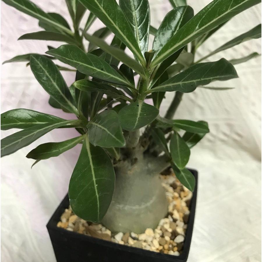 塊根植物 砂漠の薔薇と呼ばれる アデニウム オベスム 種子 Adenium Obesum ハイブリッドダブルフラワー Obesum Labi Cats 通販 Yahoo ショッピング
