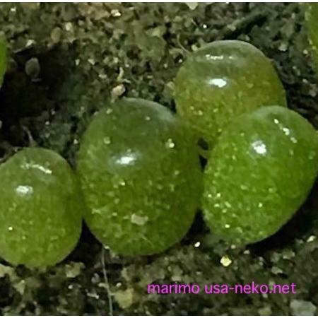 多肉植物 オフタルモmix 種10粒 コノフィツム Ophthalmophyllum