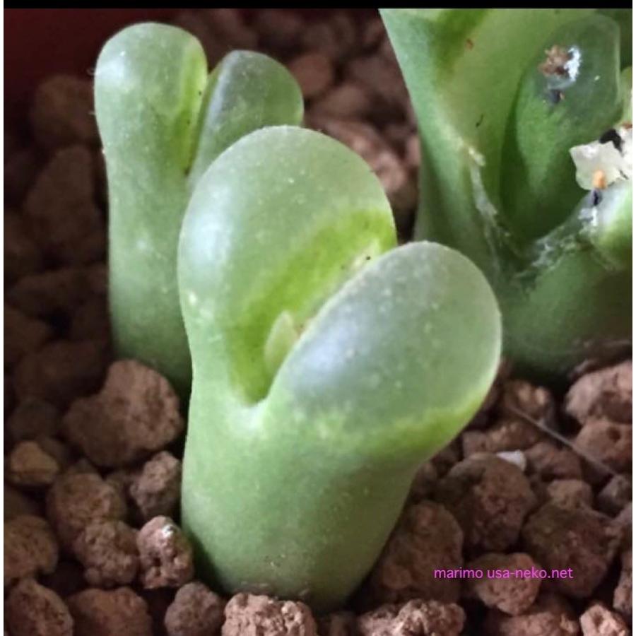 多肉植物 オフタルモmix 種10粒 コノフィツム Ophthalmophyllum