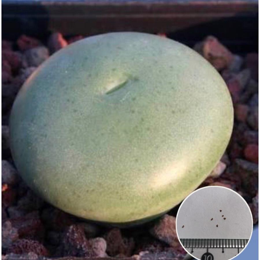 バラ販売OK）コノフィツム種子 コレクション用 496種類 １０粒ずつセット バラ販売OK）コノフィツム種子 コレクション用 496種類 10粒ずつセット