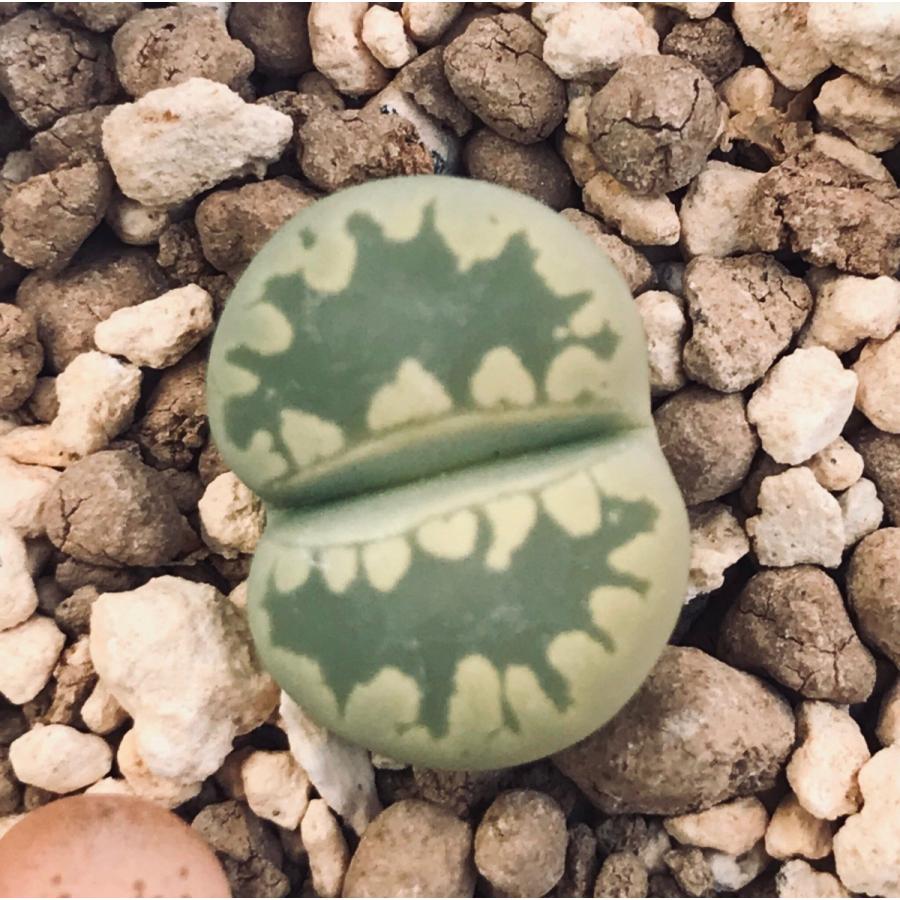 多肉植物 リトープス 大津絵 otzeniana 種10粒 メセン : LabiCats