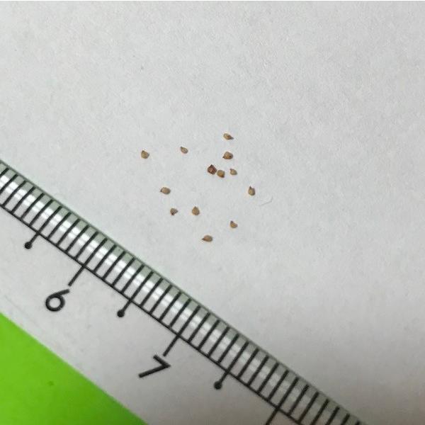 多肉植物 リトープス 大津絵 otzeniana 種10粒 メセン : LabiCats