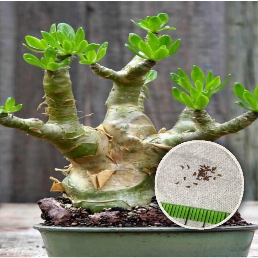 ビザールプランツ 珍奇植物 TYLECODON paniculatus チレコドン