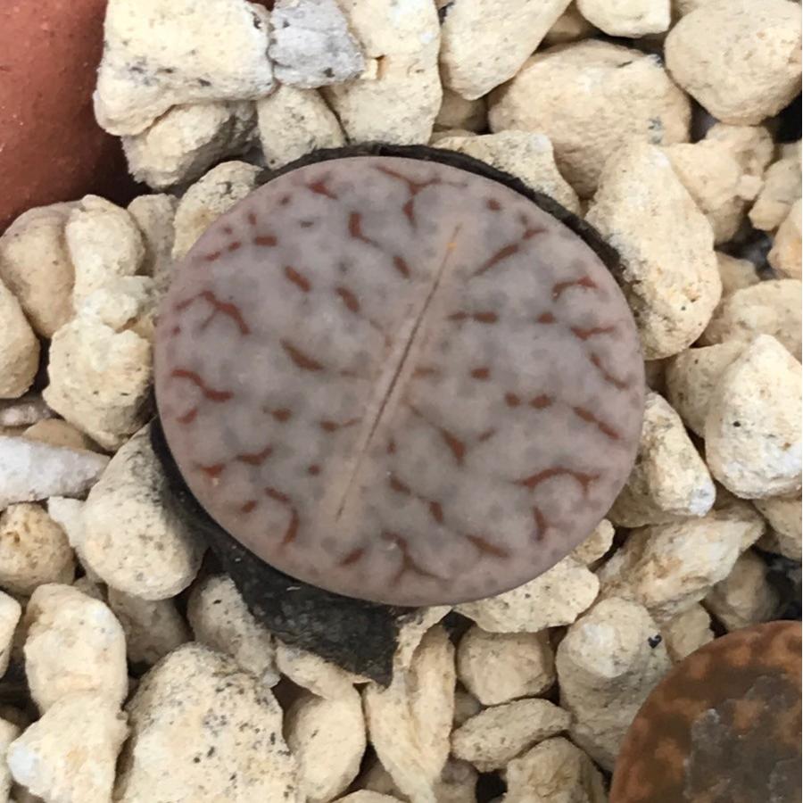 21年製 多肉植物 リトープス 曲玉 メセン 種10粒 Pseudotruncatella