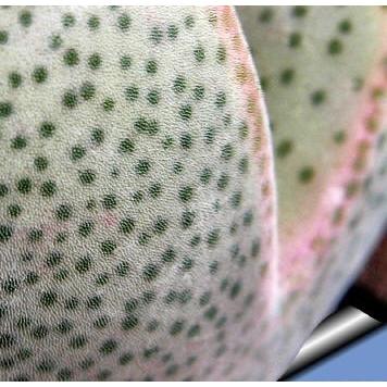 多肉植物　メセン 種子10粒　ディンテランサス 妖玉 Dinteranthus　puberulus 　種子のまき方の説明書付き | 