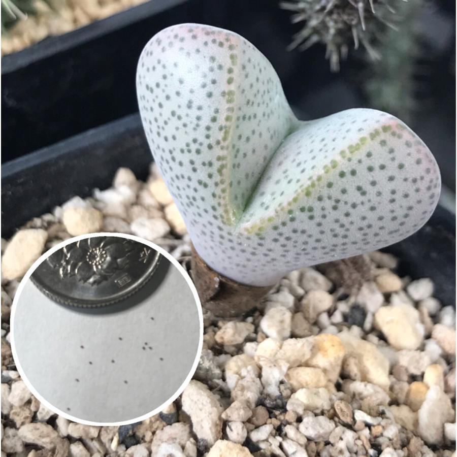 多肉植物　メセン 種子10粒　ディンテランサス 妖玉 Dinteranthus　puberulus 　種子のまき方の説明書付き |  | 01