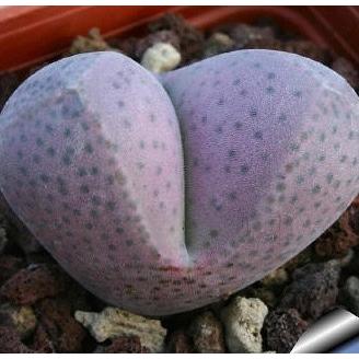 多肉植物　メセン 種子10粒　ディンテランサス 妖玉 Dinteranthus　puberulus 　種子のまき方の説明書付き |  | 02