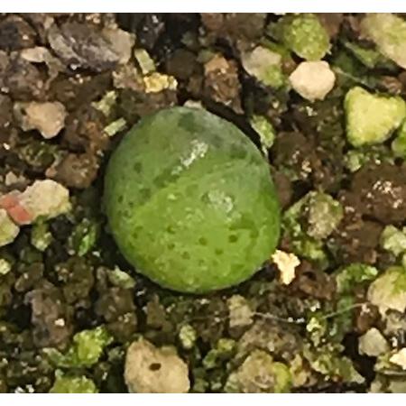 多肉植物　メセン 種子10粒　ディンテランサス 妖玉 Dinteranthus　puberulus 　種子のまき方の説明書付き |  | 03