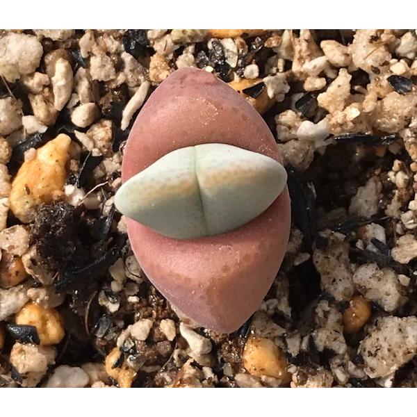 多肉植物　メセン 種子10粒　ディンテランサス 妖玉 Dinteranthus　puberulus 　種子のまき方の説明書付き |  | 04