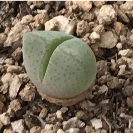 多肉植物　メセン 種子10粒　ディンテランサス 妖玉 Dinteranthus　puberulus 　種子のまき方の説明書付き |  | 05