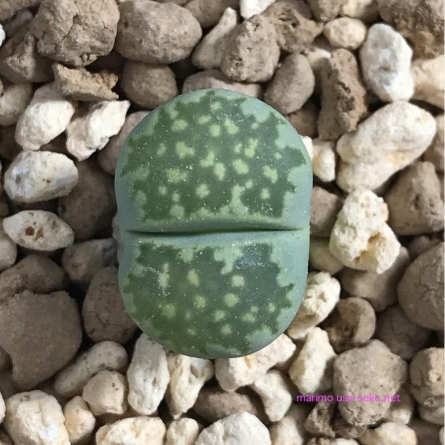 多肉植物 リトープス 李夫人 種10粒 メセン : LabiCats - 通販 - Yahoo 