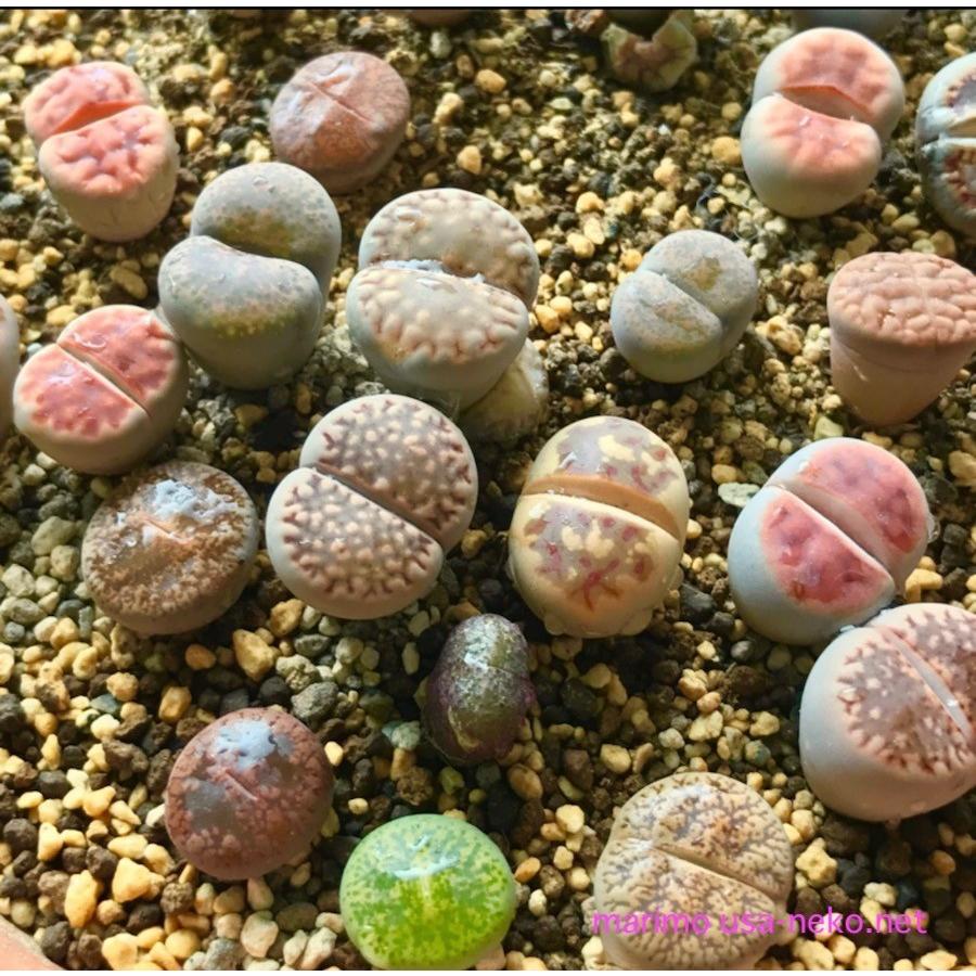 多肉植物　リトープス　入れ合わせ　品種たくさん　コメントください 663109c2de05d5a2de68138034e190