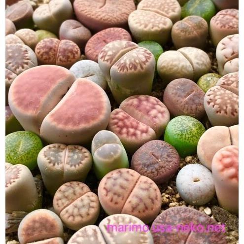 多肉植物リトープスmix栽培セット 種20粒と育てるのに必要なものが揃っ