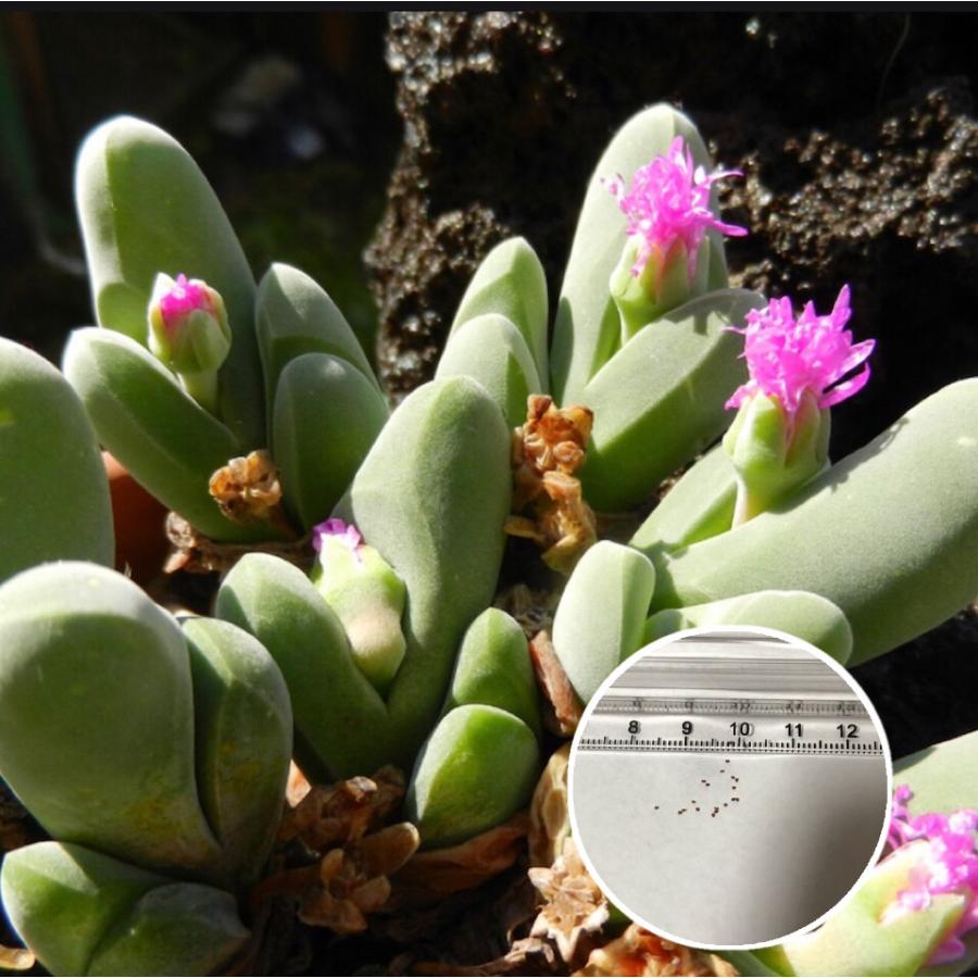 多肉植物 蘚苔玉 種10粒 メセン Gibbaeum Shandii Shandii Labi Cats 通販 Yahoo ショッピング