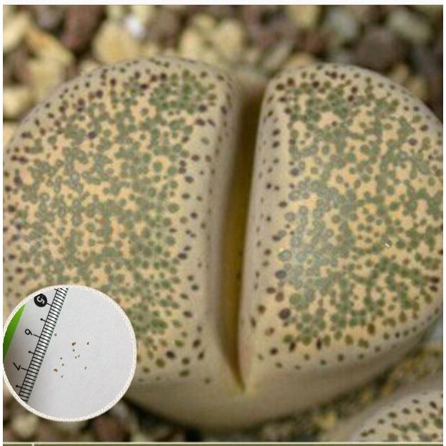 多肉植物 リトープス 碧瑠璃 LITHOPS terricolor C133 種10粒 メセン