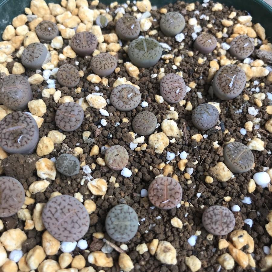 専用❤️速達付き同梱-200円多肉植物　リトープス　朝貢玉 鉢のまま 多肉植物 リトープス 朝貢玉 LITHOPS verruculosa 種10粒 メセン