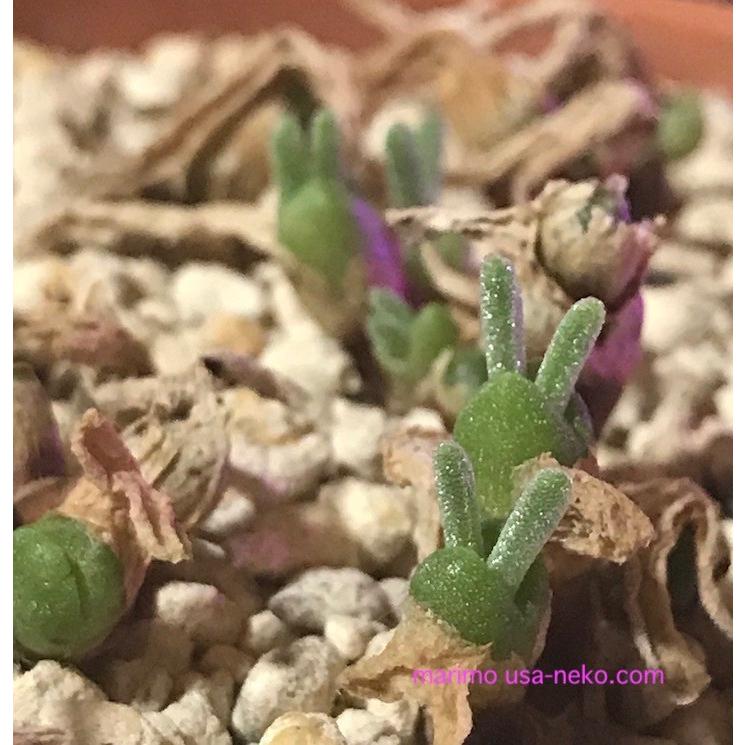 多肉植物　うさぎの耳栽培セット 種10粒付き モニラリア　必要なものが揃ってます☆LabiCatsオリジナル☆｜labicats｜06