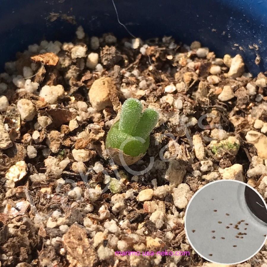 モニラリア　種子16種類　20粒ずつセット 多肉植物 うさぎの耳栽培セット 種20粒付き モニラリア 必要な