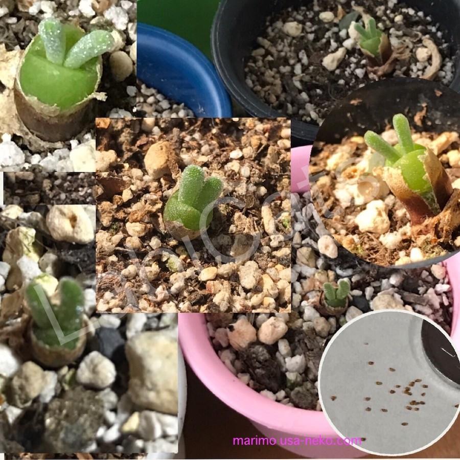 多肉植物 うさぎの耳栽培セット 種20粒付き モニラリア 必要な