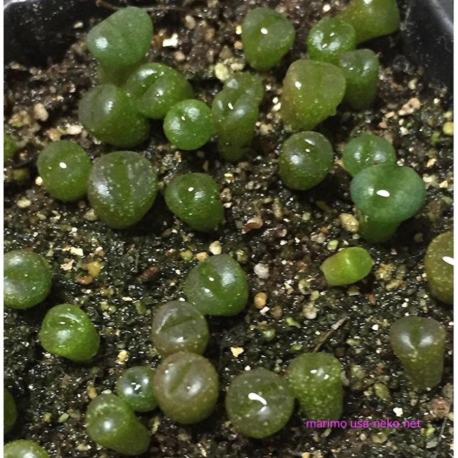 多肉植物 リトープス レッドトップ 種10粒 メセン : LabiCats - 通販