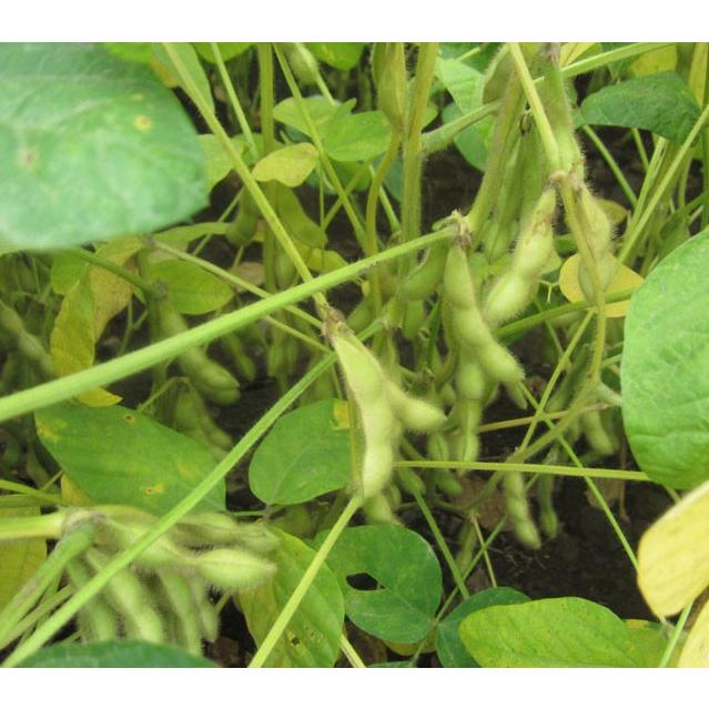 【2022年度産】無農薬大豆トヨマサリ 北海道産 収穫から冷蔵保存で新鮮！ 30kg袋入 業務用にも |  | 02