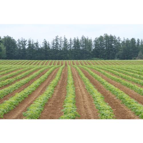 【2022年度産】無農薬大豆トヨマサリ 北海道産 収穫から冷蔵保存で新鮮！ 30kg袋入 業務用にも |  | 03