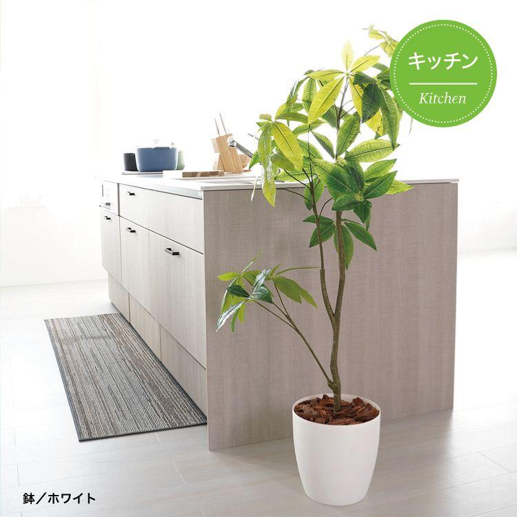 パキラページ 観葉植物 パキラ 23027 (代引不可)(TD) : SIMPLE STYLE ヤフー店