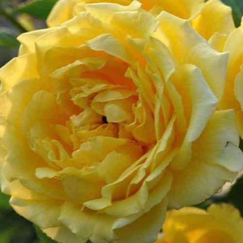 バラ苗 ２年大株苗 水谷農園 ゴールデンゲート つるバラ ４号鉢 輸入新品種 花 鉢植 カップ咲き 中香 Gorudengetemizutani J Lafan 通販 Yahoo ショッピング