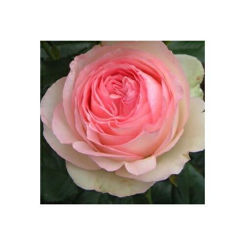 水谷農園 ピエール ド ロンサール 花 鉢植 クォーター咲 中香 オールドローズ Perumizutani J Lafan 通販 Yahoo ショッピング