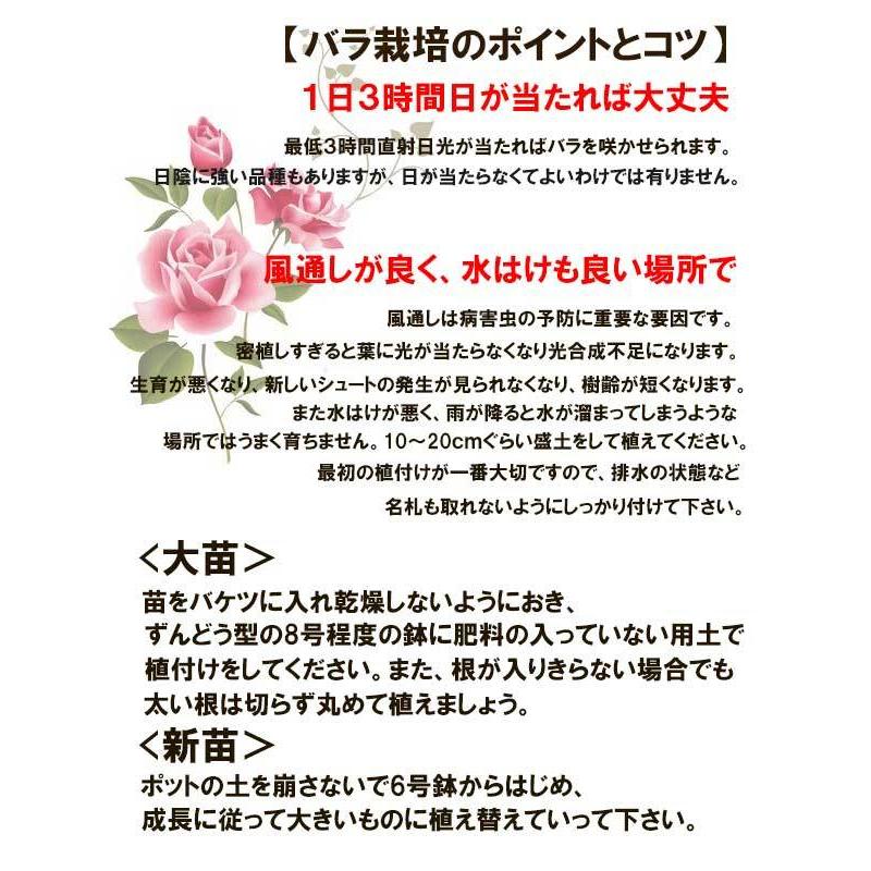 バラ苗 頒布会 ミニバラ 盆栽 ミニバラ盆栽 プラスチック鉢 定期便 ギフト仕様 水谷農園 定期 グリーン 母の日 父の日 誕生日 ギフト プレゼント 花 フラワー Hanpukai Mizutani 革 財布 バッグ専門店 ラファン 通販 Yahoo ショッピング