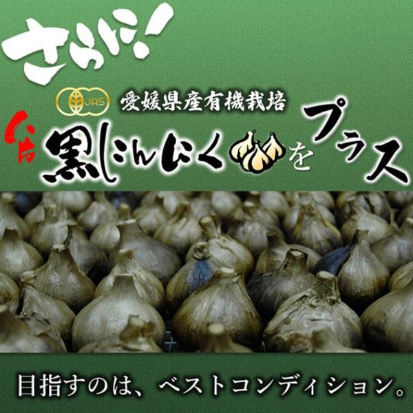 遠赤青汁 V1 SUPPER GOLD EX 1500粒 詰替用 2袋セット 1611-2の画像