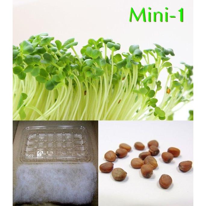 栽培クラブ 野菜 かいわれ大根 水耕栽培セット ミニ1 Ks100 751 ララレディー 通販 Yahoo ショッピング