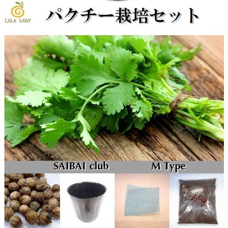 栽培クラブ ハーブ パクチー コリアンダー 栽培セット Mタイプ :S-923373qq:ララレディー - 通販 - Yahoo!ショッピング 栽培クラブ ハーブ パクチー コリアンダー 栽培セット Mタイプ :S-923373qq:ララレディー - 通販 - Yahoo!ショッピング