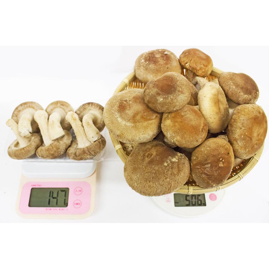 kaka [常温配送]しいたけ12キロ 楽天市場】【訳あり】国産 干し椎茸 200g【送料無料】/干ししいたけ 生