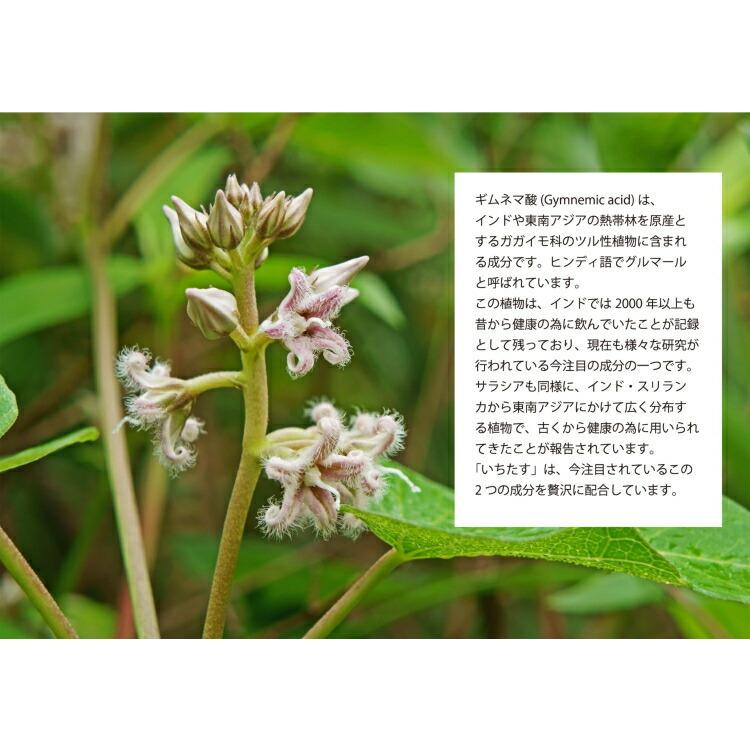 2パック いちたす ダイエットサポートサプリ ギムネマ サラシア 30 60日分 2セット 240粒 サプリメント ギムネマ サラシア 乳酸菌 イヌリ Lusp 7 Sugartime 通販 Yahoo ショッピング