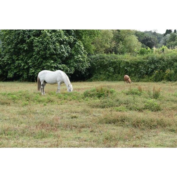 シャトー・ド・バステ レ セードル IGP ガード ブラン BIB 3L 白ワイン フランス ボックスワイン 自然派 ナチュラルワイン |  | 04