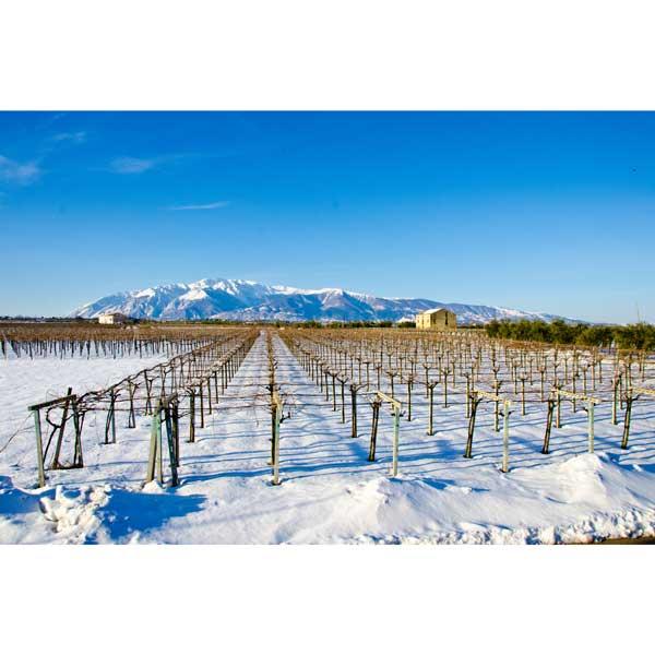 ルナーリア モンテプルチアーノ ダブルッツォ 赤ワイン イタリア 3L BIB ボックスワイン 自然派 ナチュラルワイン | LUNARIA | 03