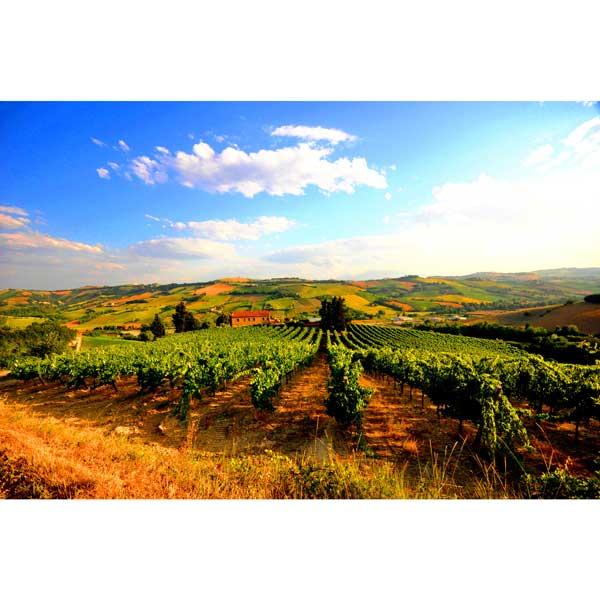 イタリア オレンジワイン ルナーリア ピノグリージョ 3L オーガニック認証 ビオ ナチュラルワイン｜lamuno｜02
